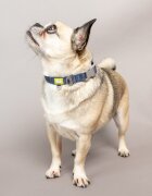 Built Светлоотразителен нашийник за куче малък размер син - Pet