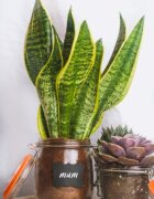 Kitchen Craft Буркан от стъкло 750 мл - от