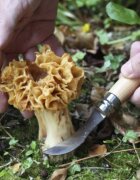 Opinel N°08 Нож за гъби неръждаема стомана 8 см -