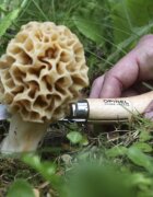 Opinel N°08 Нож за гъби неръждаема стомана 8 см -