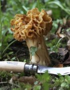 Opinel N°08 Нож за гъби неръждаема стомана 8 см -