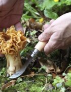 Opinel Нож за гъби N°08 с обвивка неръждаема стомана 8 см Oak -