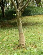 vidaXL Градинска мрежа от джут 25 cm x 25 m 180 gsm 100% Natural Jute