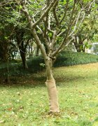 vidaXL Градинска мрежа от джут 50 cm x 50 m 180 gsm 100% Natural Jute