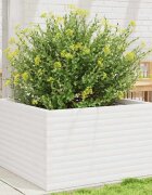 vidaXL Градински сандък бял 80x80x46 см борово дърво масив