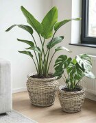 vidaXL Кошница за саксии GENDT 2 бр. Естествено сиво Кубу Ратан