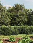 vidaXL Ограда от телена мрежа антрацит 14x10 м поцинкована стомана