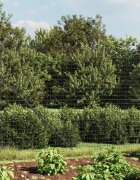 vidaXL Ограда от телена мрежа антрацит 16x25 м поцинкована стомана