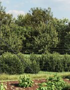 vidaXL Ограда от телена мрежа антрацит 2x10 м поцинкована стомана