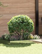 vidaXL Ограда за трева 100 x 60 x 20 см Стомана Сребристо
