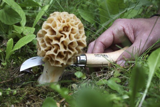 Opinel N°08 Нож за гъби неръждаема стомана 8 см -