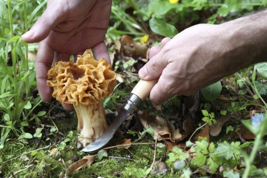 Opinel Нож за гъби N°08 с обвивка неръждаема стомана 8 см Oak -